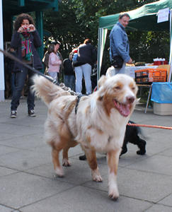 Besucherhund Armani