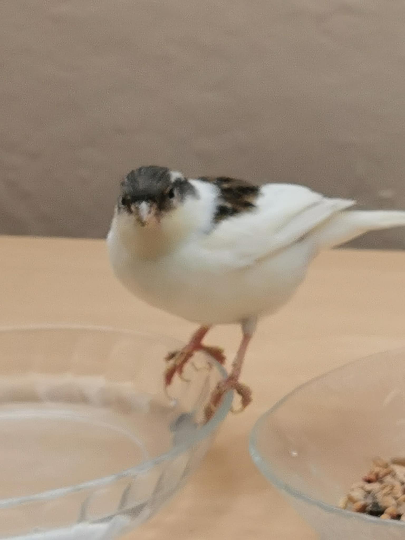 Kanarienvogel