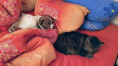 Charly-Tito im Bett mit Katze